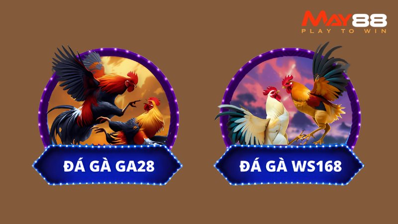 Trải nghiệm các trận đá gà gay cấn